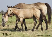 Docs Driften Heart's 2020 Buckskin Filly